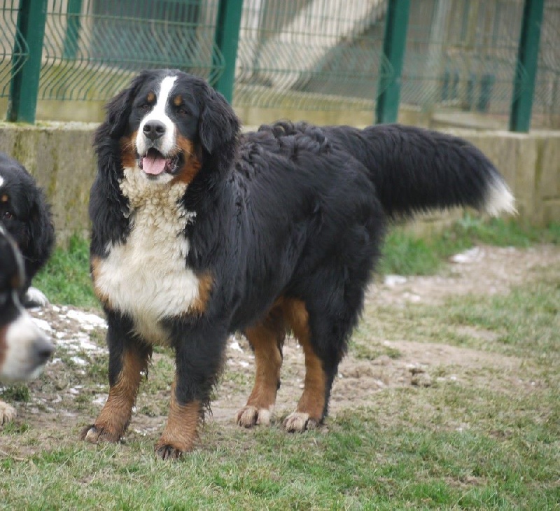 J't'adore du domaine des neiges eternelles