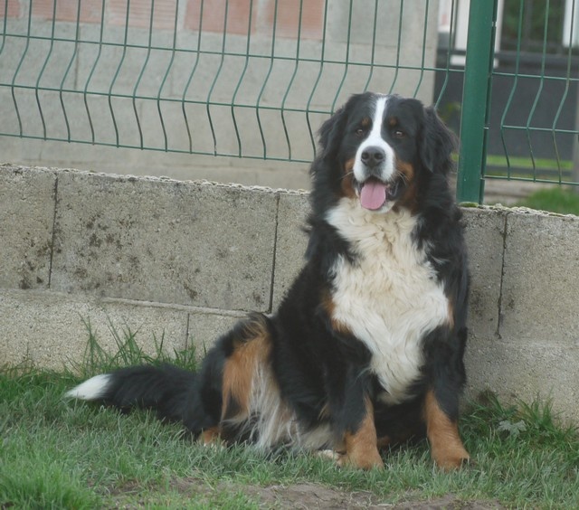 J't'adore du domaine des neiges eternelles