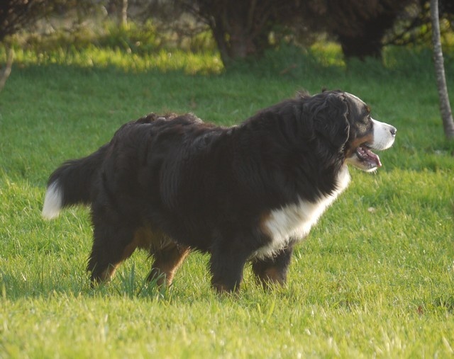 J't'adore du domaine des neiges eternelles