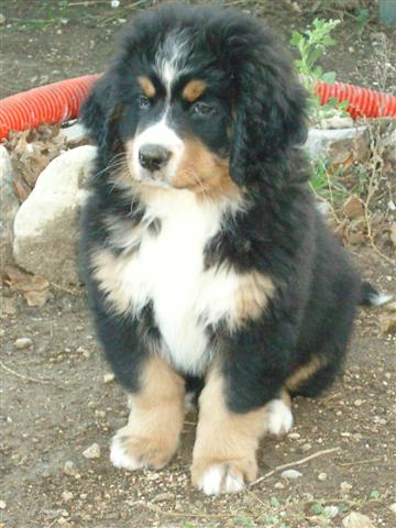 Czena du domaine des neiges eternelles