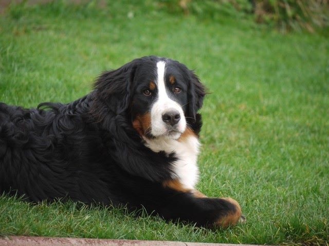 J't'adore du domaine des neiges eternelles