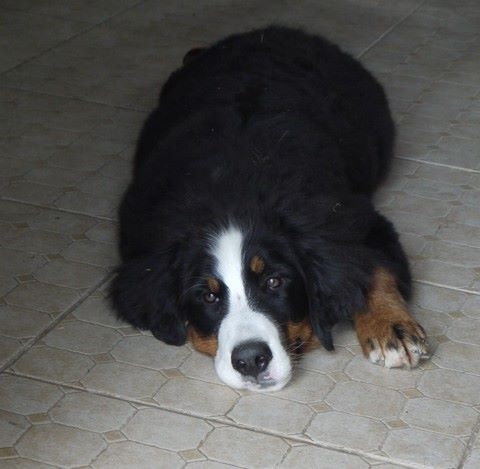 J't'adore du domaine des neiges eternelles