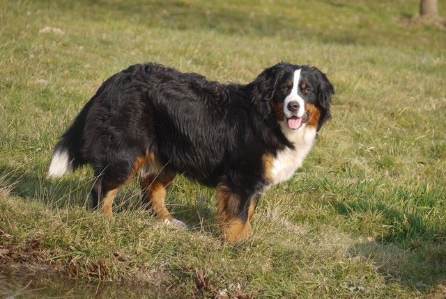 J't'adore du domaine des neiges eternelles