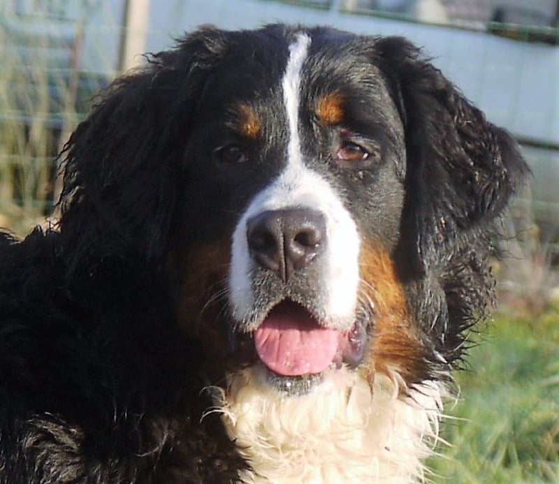 Publication : du Haras de la Vergne Auteur : Suzanne Morin