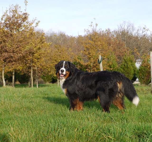 Gwen du domaine des neiges eternelles
