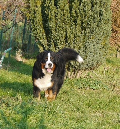 J't'adore du domaine des neiges eternelles