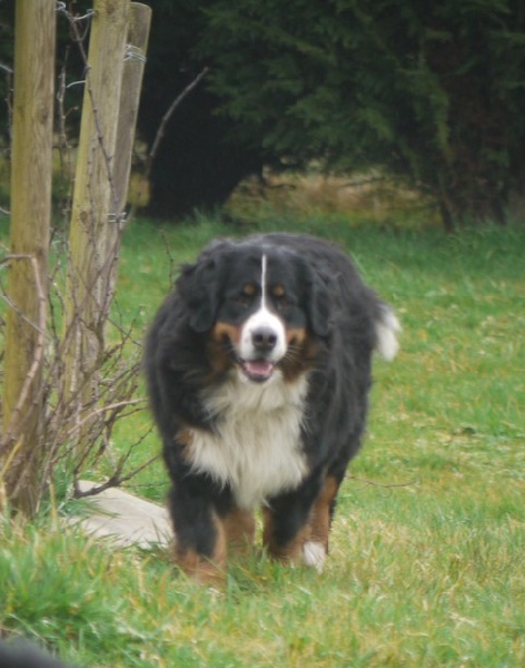 Gwen du domaine des neiges eternelles