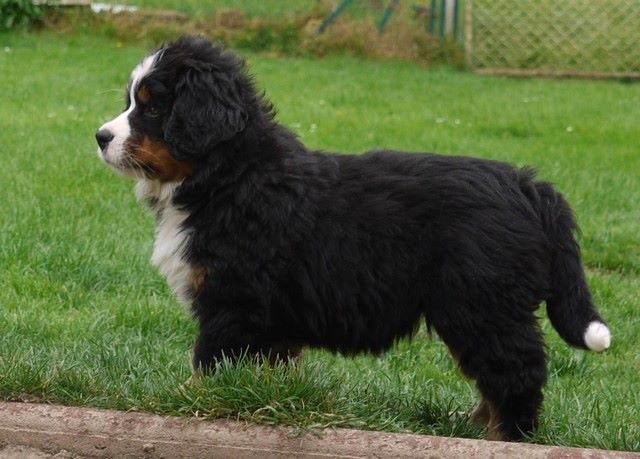 J't'adore du domaine des neiges eternelles