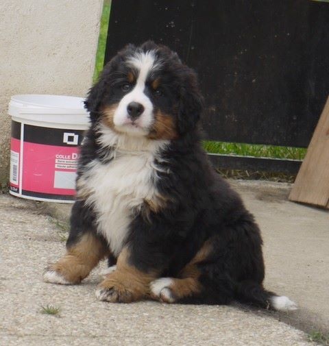 J't'adore du domaine des neiges eternelles