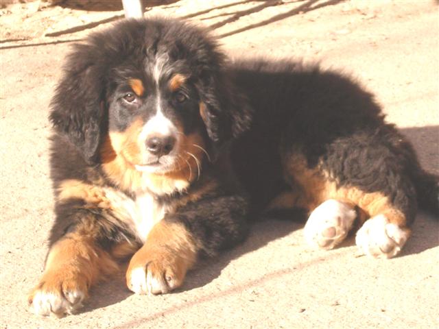 Czena du domaine des neiges eternelles