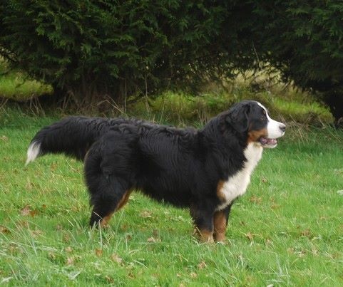 J't'adore du domaine des neiges eternelles