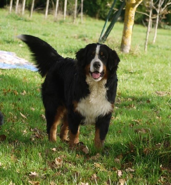 J't'adore du domaine des neiges eternelles