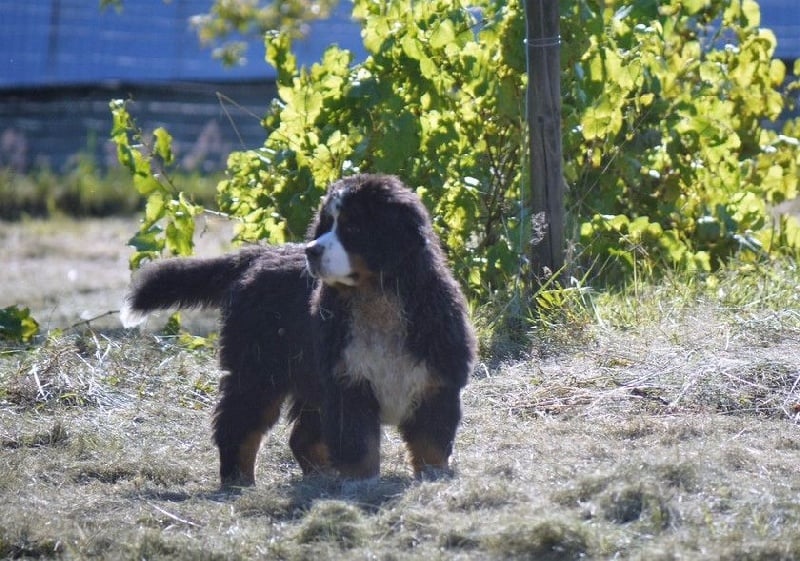Publication : du Haras de la Vergne Auteur : Suzanne Morin