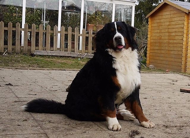 Publication : du Haras de la Vergne Auteur : Suzanne Morin