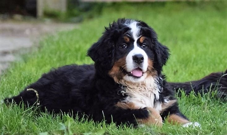 Publication : du Haras de la Vergne Auteur : Suzanne Morin