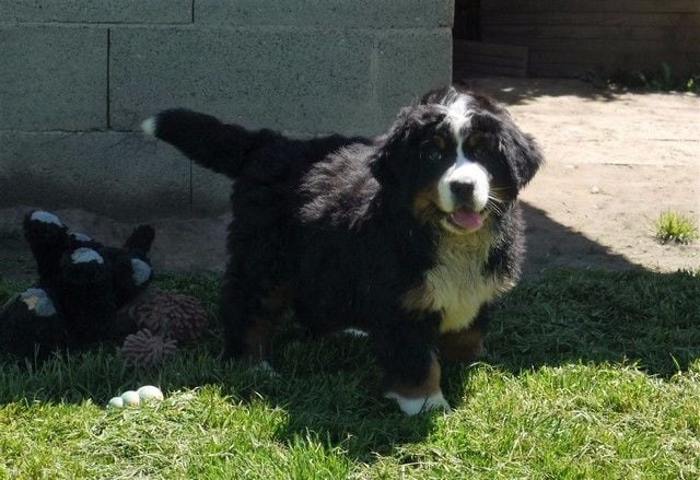 Publication : du Haras de la Vergne Auteur : Suzanne Morin