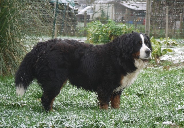 J't'adore du domaine des neiges eternelles