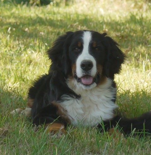 J't'adore du domaine des neiges eternelles