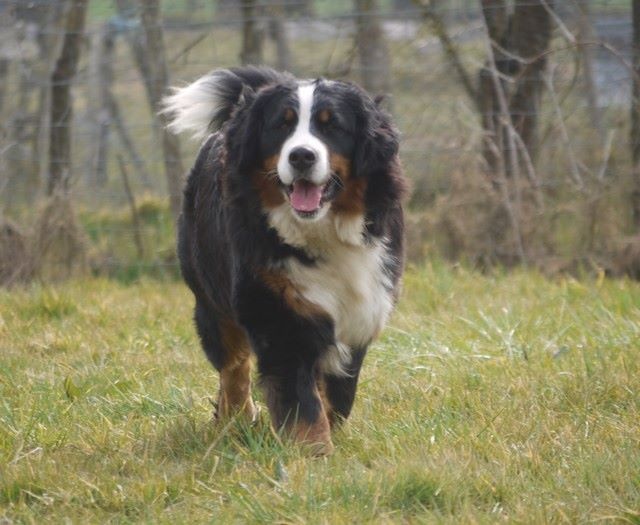 J't'adore du domaine des neiges eternelles