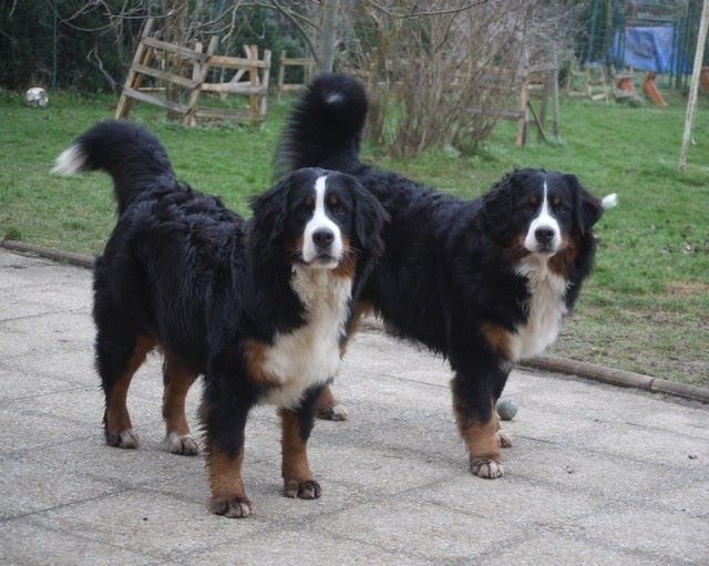 J't'adore du domaine des neiges eternelles