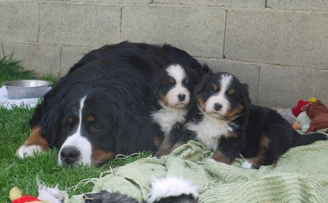 Gwen du domaine des neiges eternelles