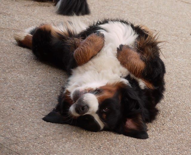 J't'adore du domaine des neiges eternelles