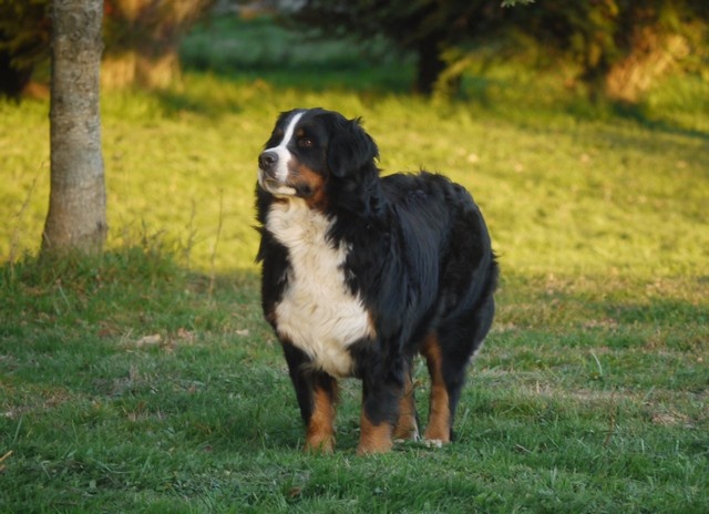 J't'adore du domaine des neiges eternelles