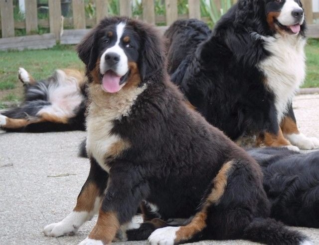 Publication : du Haras de la Vergne Auteur : Suzanne Morin