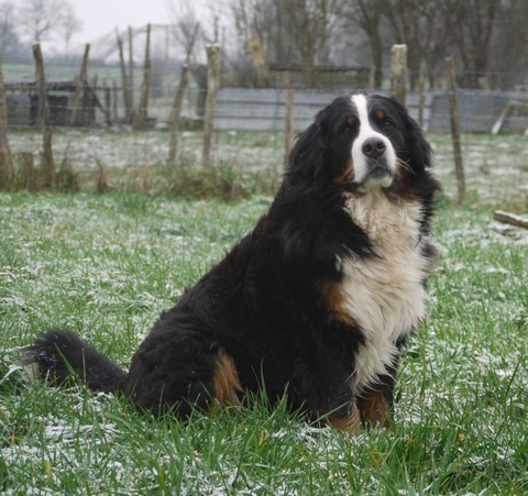 J't'adore du domaine des neiges eternelles