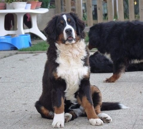 Publication : du Haras de la Vergne Auteur : Suzanne Morin