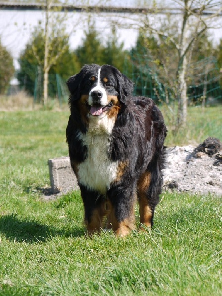 Gwen du domaine des neiges eternelles