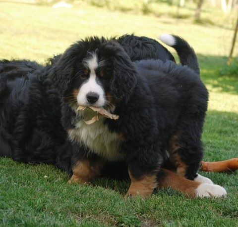 J't'adore du domaine des neiges eternelles