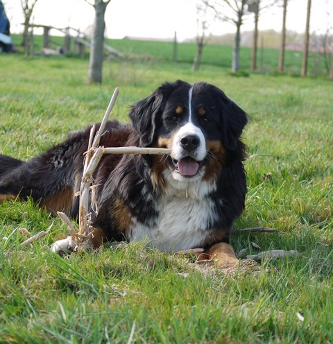 Gwen du domaine des neiges eternelles