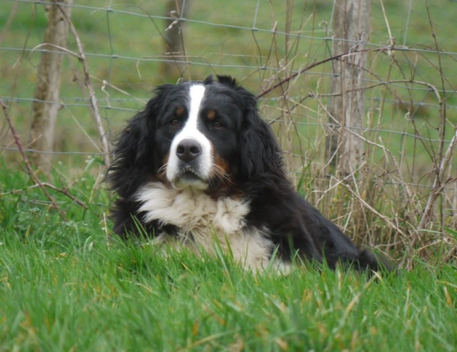 J't'adore du domaine des neiges eternelles