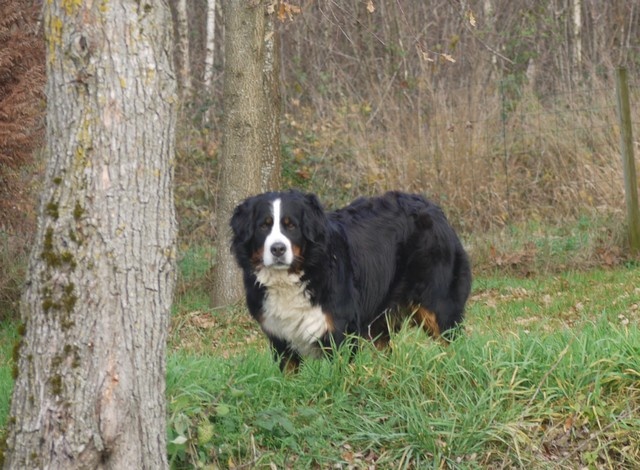 J't'adore du domaine des neiges eternelles