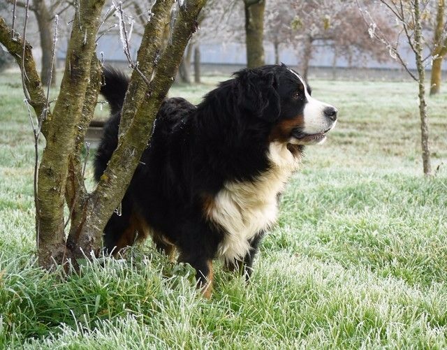 J't'adore du domaine des neiges eternelles