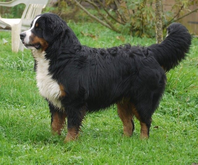 J't'adore du domaine des neiges eternelles