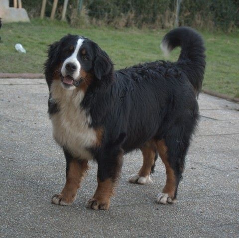 J't'adore du domaine des neiges eternelles