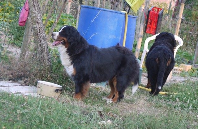 J't'adore du domaine des neiges eternelles