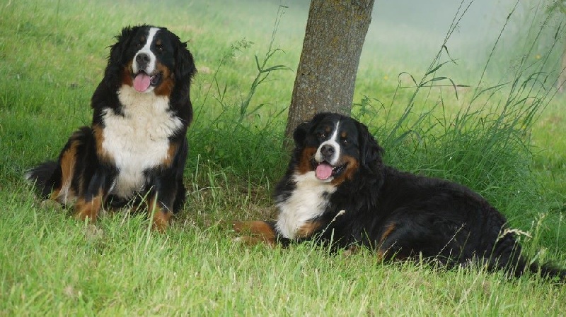 J't'adore du domaine des neiges eternelles