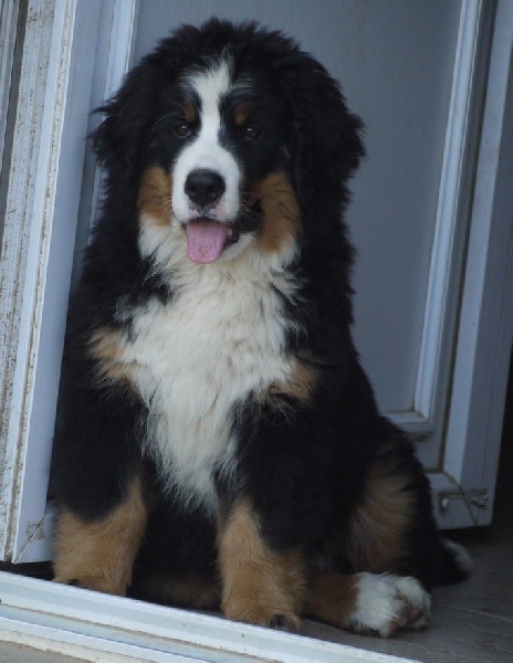 J't'adore du domaine des neiges eternelles