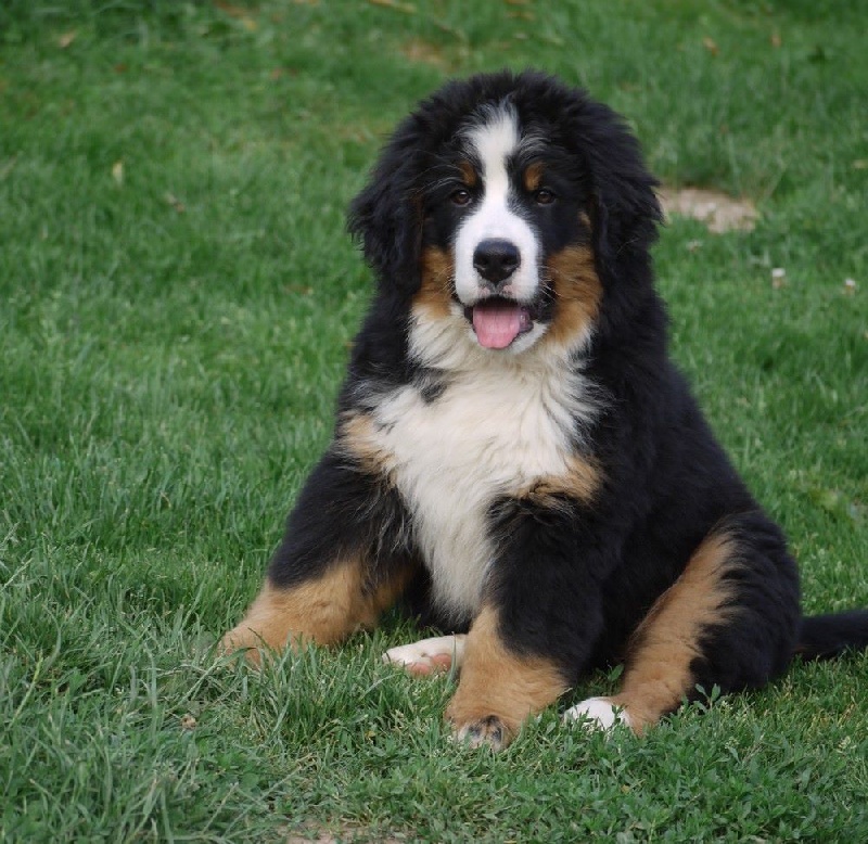 J't'adore du domaine des neiges eternelles