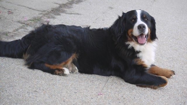 J't'adore du domaine des neiges eternelles