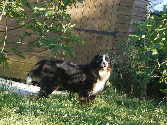 J't'adore du domaine des neiges eternelles