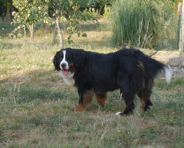 J't'adore du domaine des neiges eternelles