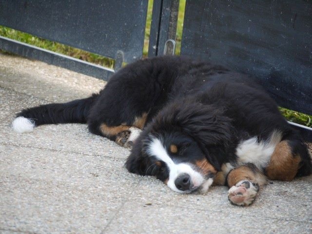 J't'adore du domaine des neiges eternelles