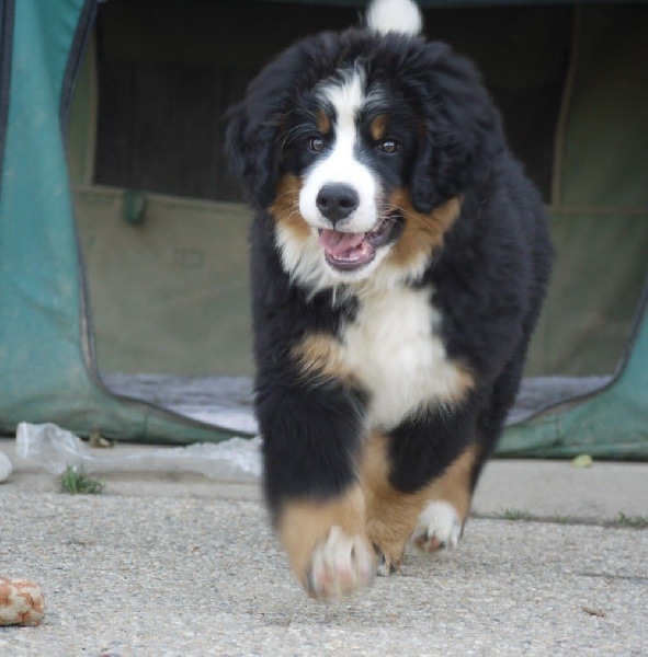 J't'adore du domaine des neiges eternelles