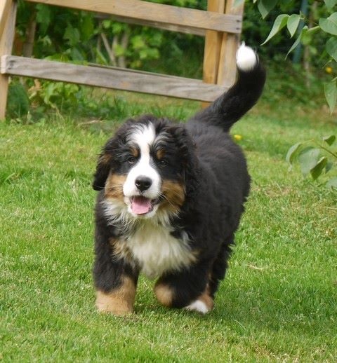 J't'adore du domaine des neiges eternelles