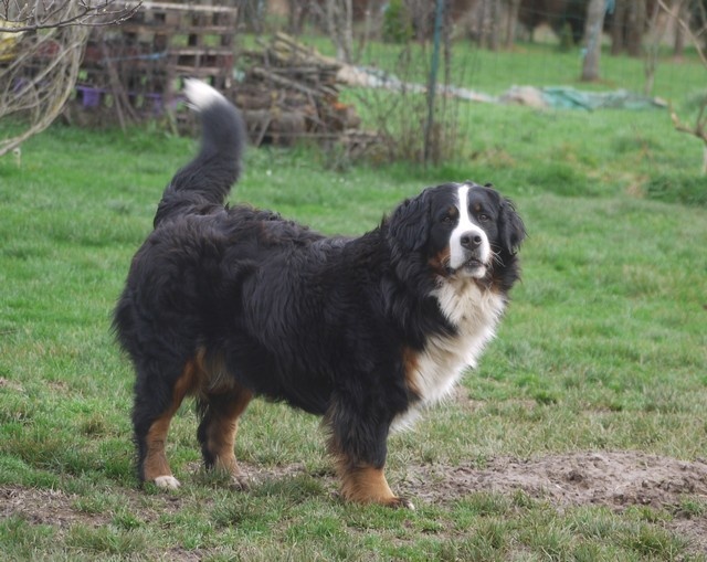 J't'adore du domaine des neiges eternelles