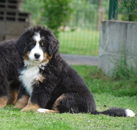 J't'adore du domaine des neiges eternelles